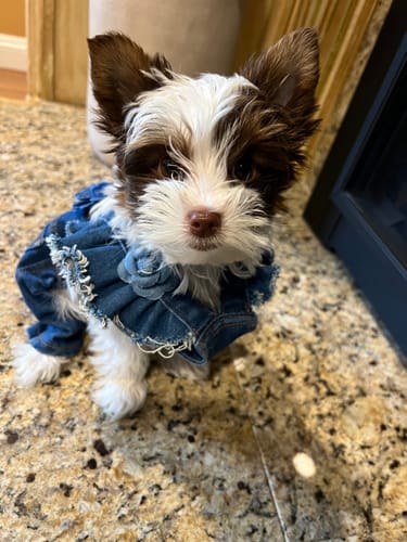 Customer photo review of Denim Rose Overalls