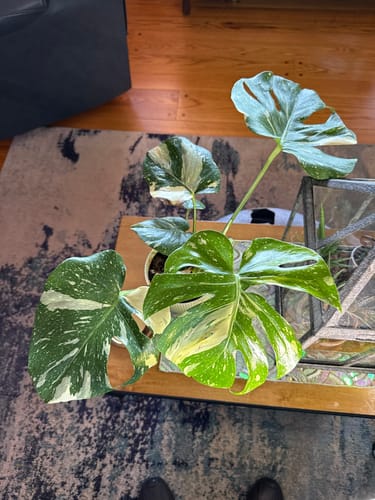 Customer photo review of Monstera Thai Constellation