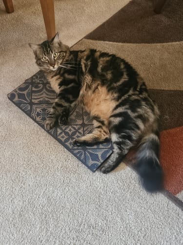 Customer photo review of Mediterranean Tile - Luxury Cat Scratching Board