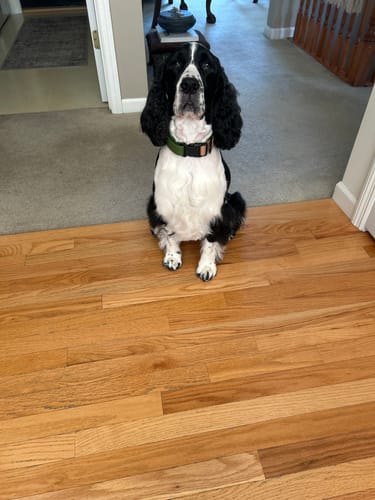 Customer photo review of Fern Collar - Recycled Ripstop