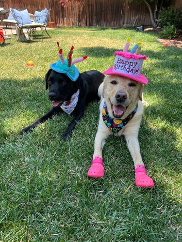 Customer photo review of WagWellies® Mojave