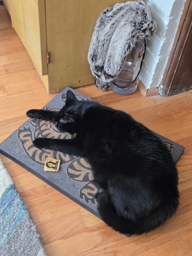 Customer photo review of Asian Tiger - Luxury Cat Scratching Board