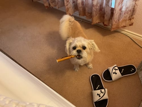 Customer photo review of 6 Inch Beef Cheek Sticks