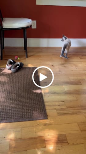 Ricarda O. review of SPEEDY TAIL 2.0 image 1 out of 1