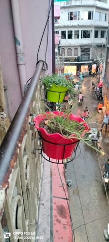Customer photo review of UnitedCrafts Heart Railings Stands for Balcony & Home Decoration
