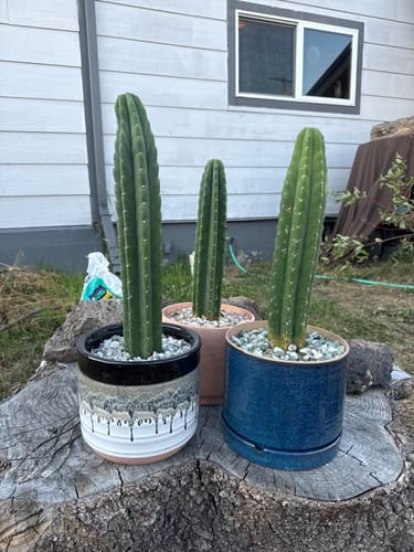 Customer photo review of San Pedro Cactus | Trichocereus (Echinopsis) Pachanoi