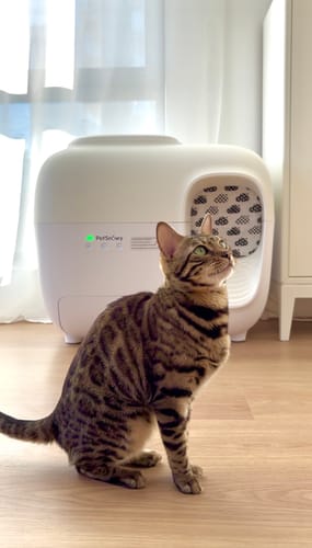 Customer photo review of Self-Cleaning Litter Box