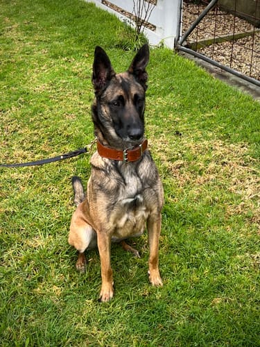 Customer photo review of Hand Made Leather Dog Collar - Classic Brown (Wide Fit)