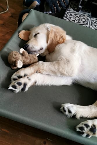 Customer photo review of HiK9 Bed with Olive Canvas Cover