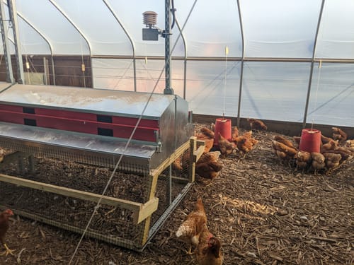 Customer photo review of Large (48") - Reversible Rollout Nest Box (Up to 50 Hens)