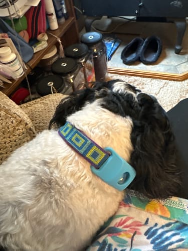 Customer photo review of FurLife™ 12 Months Flea and Tick Free