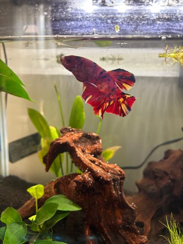 Customer photo review of King Giant Plakat Male Betta Fish | You Pick Fish | High Grade