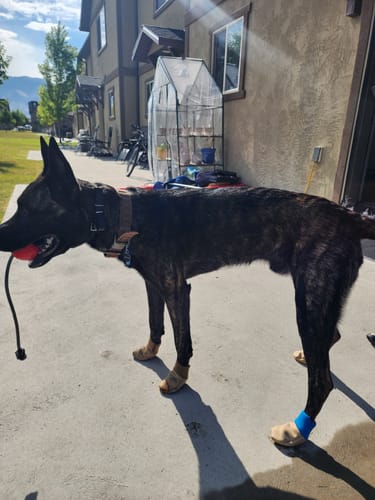 Customer photo review of All Weather Dog Booties - Doccasins - 1 pair