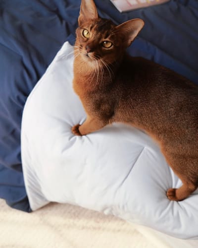 Customer photo review of Temperature Control Dual-Layer Comforter