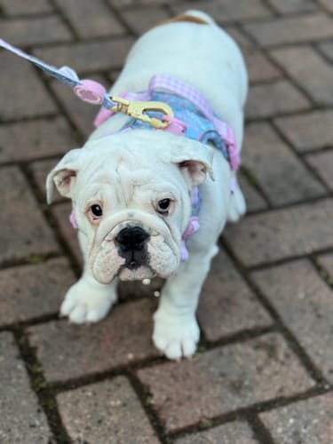 Cara review of Disney© Tough Trails™ Harness - Mad Hatters Tea Party image 1 out of 4