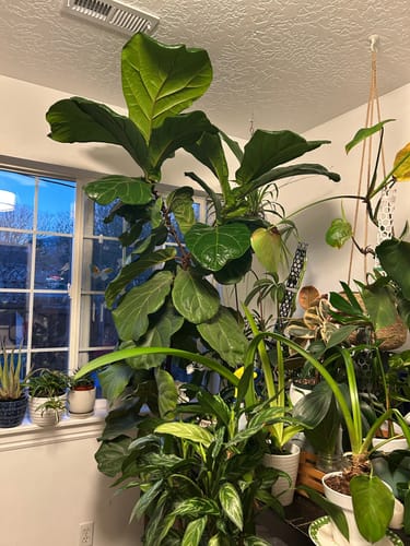 Customer photo review of Plant Food