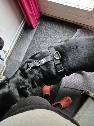 Kim D. review of Training Anti Pull TRI-Harness® | M-XL Breeds - Black image 1 out of 4