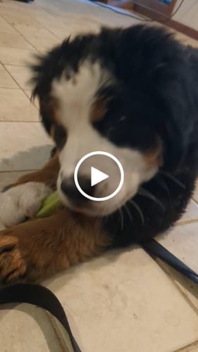 Customer video review of 4-Stick Yak Chew Pack – Mint, Banana, Strawberry & Pumpkin
