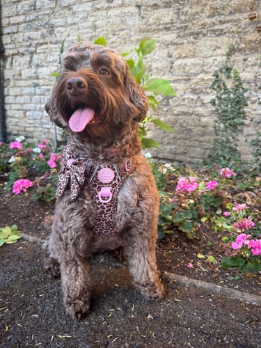 Michelle review of Sailor Bow - Leopard Print image 1 out of 1