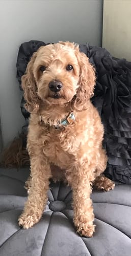 Customer photo review of Duck Calming Aid