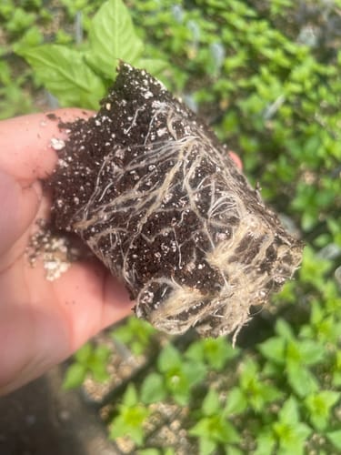 Customer photo review of ACADIE Hydrolyzed Fish 2-4-0.5