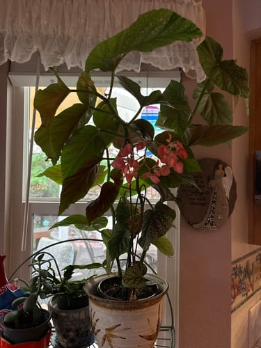 Customer photo review of Plant Food