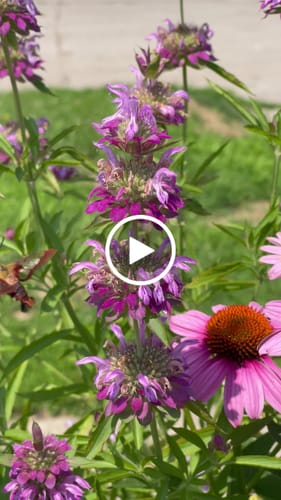Customer video review of Lambada Bee Balm Seeds