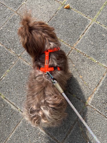Customer photo review of Premium Hundegeschirr gepolstert