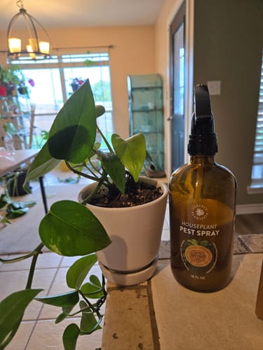 Customer photo review of Houseplant Pest Spray