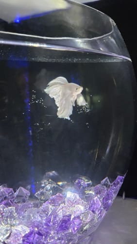 Customer photo review of Super White Dumbo Ear Halfmoon Male Betta Fish