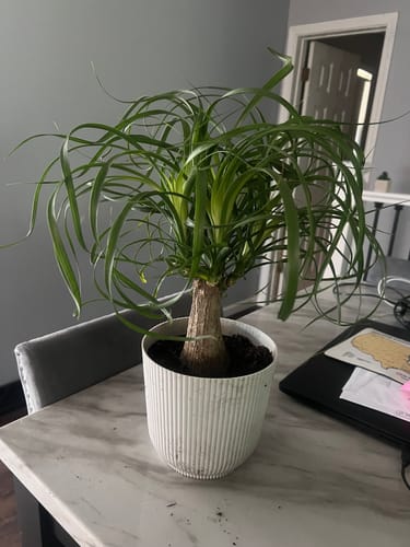 Customer photo review of Ponytail Palm