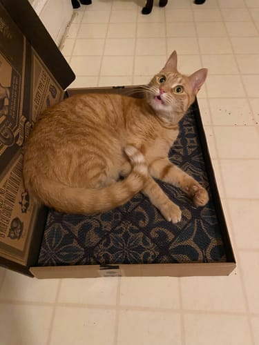 Customer photo review of Mediterranean Tile - Luxury Cat Scratching Board
