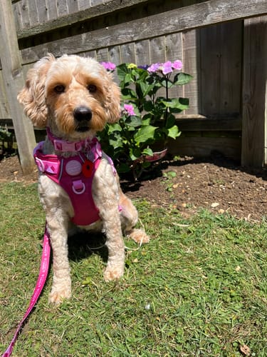 Willow review of Tough Trails™ Harness - Walkies Ready® Raspberry Pink image 1 out of 1