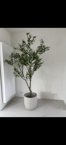 Customer photo review of Pre order Kunst Olijfboom 210cm (eind juni)