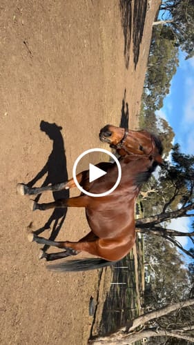 Customer video review of Soft leather browband