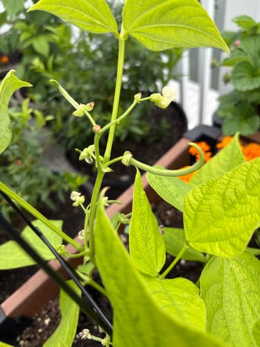 Customer photo review of Contender Bush Bean Seeds