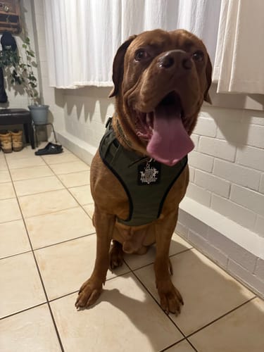 Customer photo review of Dog Harness - Active X Green