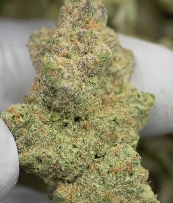 Customer photo review of Blue Skunk
