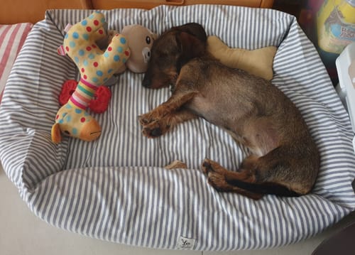 Customer photo review of Cover Divanetto Cotone Righe Strette Blu