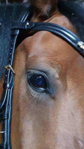 Customer photo review of Oliander Multi Bridle - MASEGO bit to bitless system