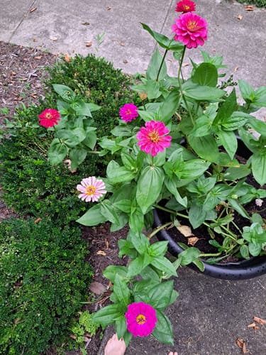Customer photo review of California Giants Blend Zinnia Seeds