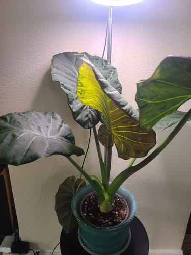 Customer photo review of Houseplant Pest Spray