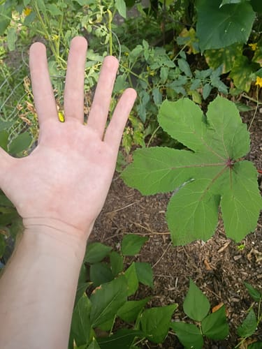 Customer photo review of Red Burgundy Okra Seeds