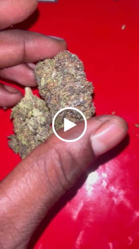 Customer video review of Gorilla Glue THCA Flower