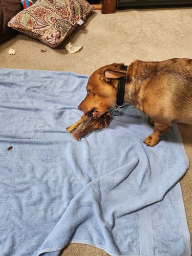 Customer photo review of Large Ostrich Knuckle (5.5" x 5"): The Ultimate Chew for Moderate & Power Chewers