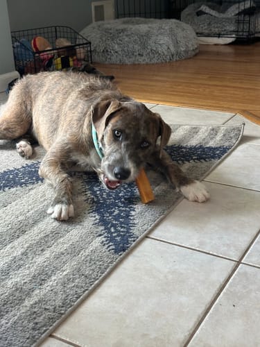 Customer photo review of Himalayan Yak Cheese Chew Dog Treat