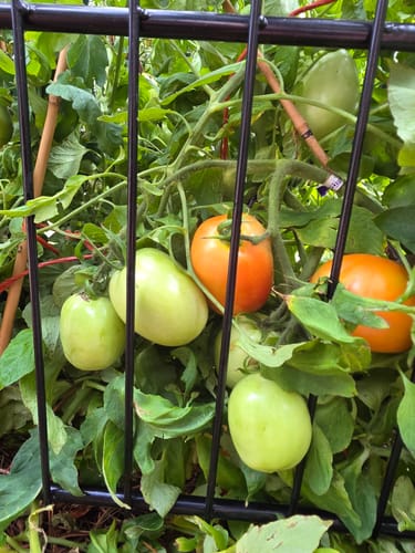 Customer photo review of Italian Roma Bush Tomato Seeds