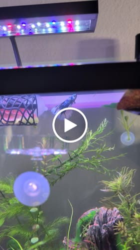 Customer video review of Blue Marble Dot Halfmoon Male Betta Fish | Order Directly From Farm | You Pick Fish