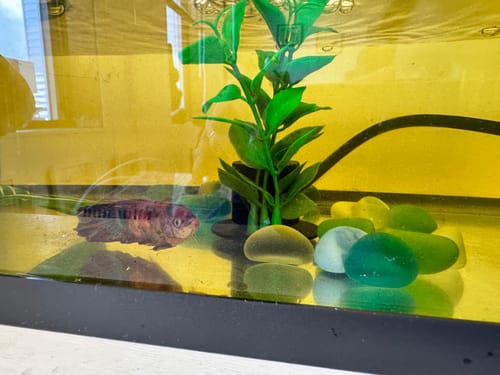 Customer photo review of King Giant Plakat Male Betta Fish | You Pick Fish | High Grade
