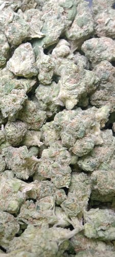 Customer photo review of Skywalker OG - Greenhouse THCA (Smalls)